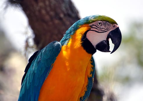 Very colorful parrot in a amusement park.