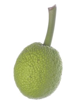 Isolated macro image of a fresh breadfruit.