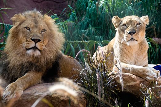 A couple of an african lion and lioness, close up, king power