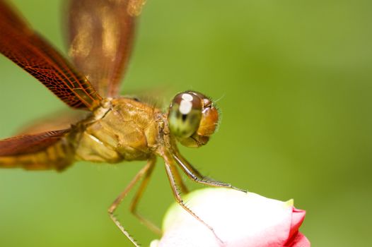 A dragonfly resting on a flower bud 