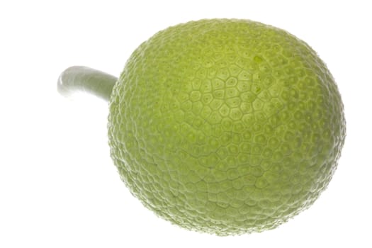Isolated macro image of a fresh breadfruit.