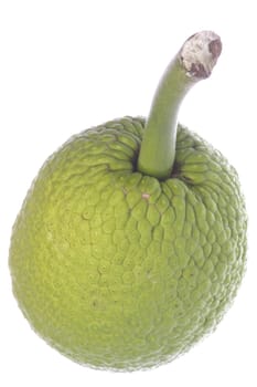 Isolated macro image of a fresh breadfruit.