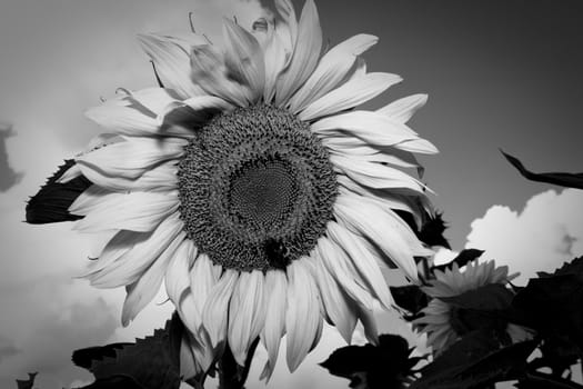 sunflower in a sunny day during summer