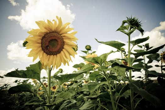 sunflower in a sunny day during summer