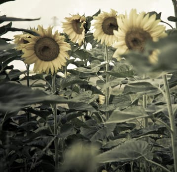 sunflower in a sunny day during summer