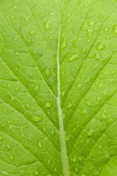 waterdrop on a green leaf after rain