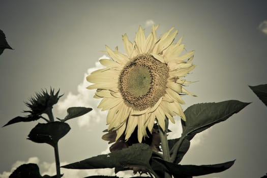 sunflower in a sunny day during summer