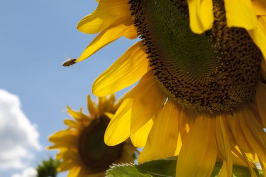 detail of sunflower in a sunny day during summer