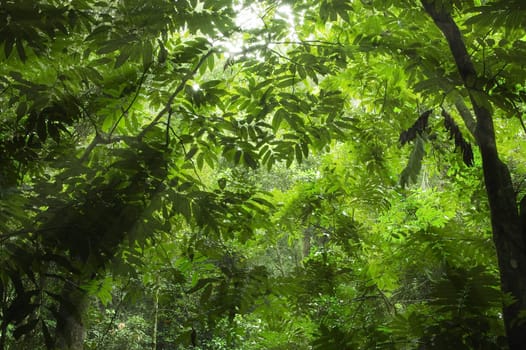green forest 