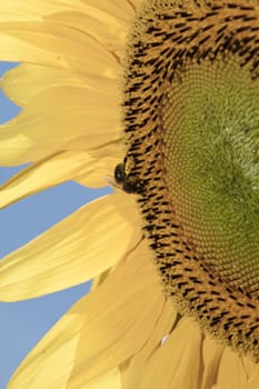 detail of sunflower in a sunny day during summer