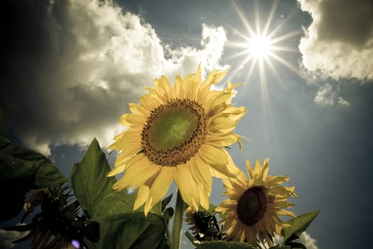 sunflower in a sunny day during summer