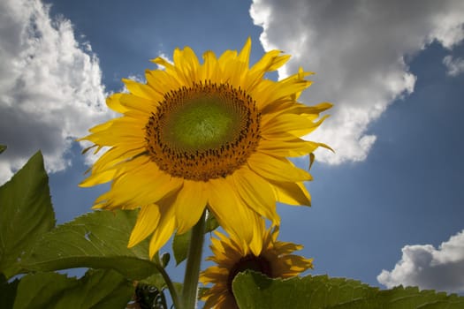 sunflower in a sunny day during summer