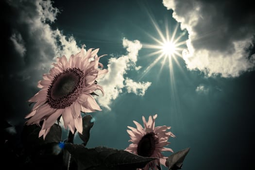 sunflower in a sunny day during summer