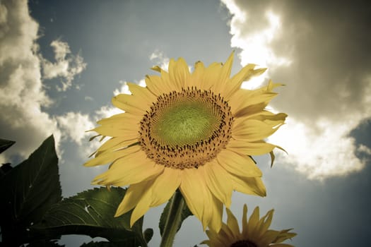 sunflower in a sunny day during summer