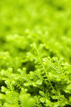 green ferns closeup 

