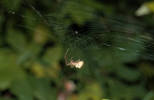 small spider dangles on the cobweb