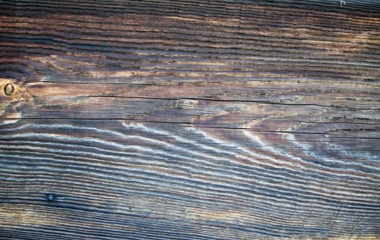 macro shot of color piece of wood texture