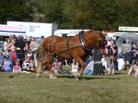 Hainault - August 31: Suffolk Punch Heavy Horse at Hainault forest summer family show August 31st, 2009 in Hainault.