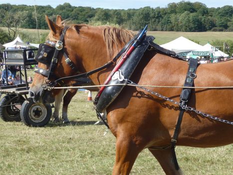 Hainault - August 31: Suffolk Punch Heavy Horse at Hainault forest summer family show August 31st, 2009 in Hainault.