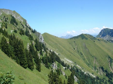 Fir trees on a sloping grassy and rocky side of in the Alps mountain with little clouds and blue sky