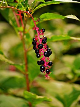 Wild Berry image shot in Richmond, Virginia.  These wild berries are also known as "Pokeberries" or "Inkberries".  These berries are poisonous to humans but can be eaten by other wildlife, mainly birds.  The plant produces chemicals that may be of use in the treatment of certain diseases of the immune system.   It is believed that the United States Constitution was written using the juice from these berries. 