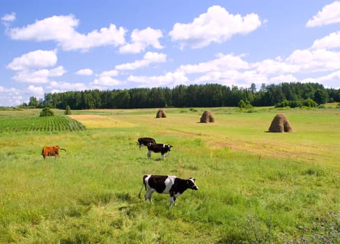 Cows on the green meadow on sunny day