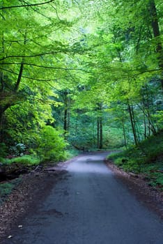 Forest road on a sunny day