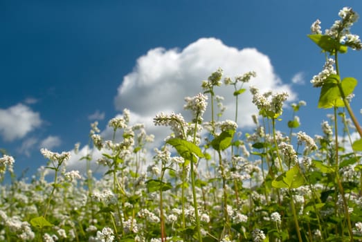 White flowers on a background of blue sky