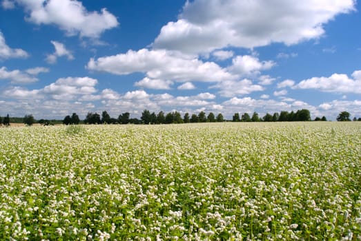 Meadow with white flowers on a bright sunny day