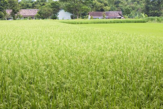 Image of a paddy field at Yogyakarta, Indonesia.