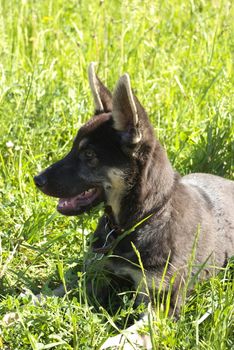 photo of the beautiful sheep dog looking in distance