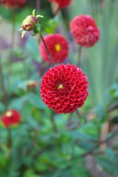 macro photo of the red dahlia with dewdrop