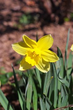 macro photo of the flower of the yellow narcissus