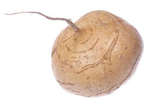 Isolated image of a fresh turnip.