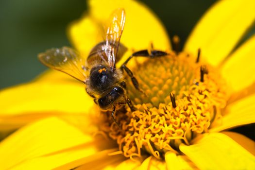 Honey-bee or Apis mellifera busy gathering nectar and pollen on yellow flowers in summer