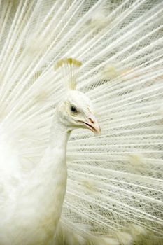 closeup on a nice white peacock 
