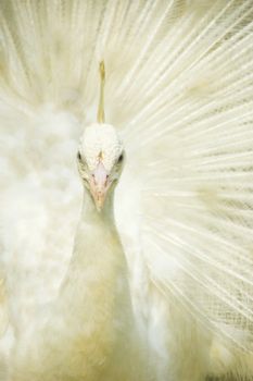 closeup on a nice white peacock 