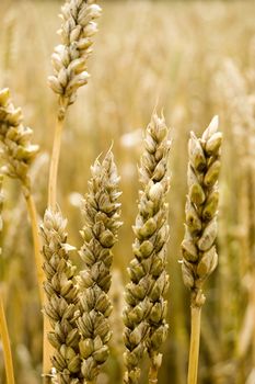 golden grain ready for harvest 