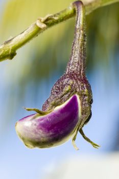 eggplant 

