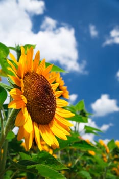 fresh sunflower on blue sky as background