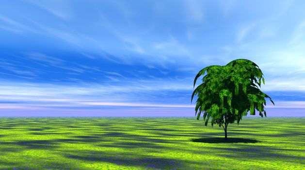 One green tree full of leaves in the grass with blue sky and very little clouds