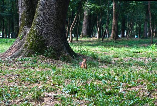 Red squirrel near to about a tree trunk