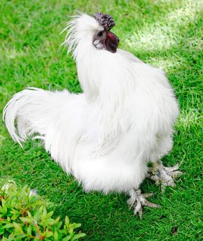 Image of white cock on a green grass