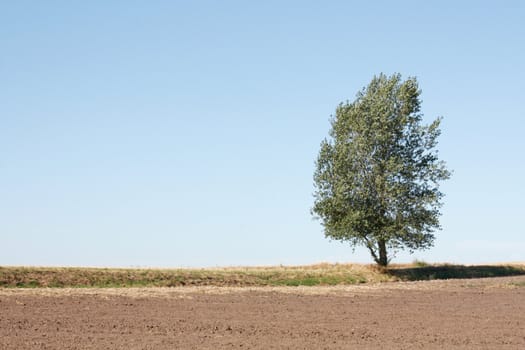 A lonely tree on a field