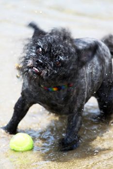 Black small dog playing with a yellow tennis ball.