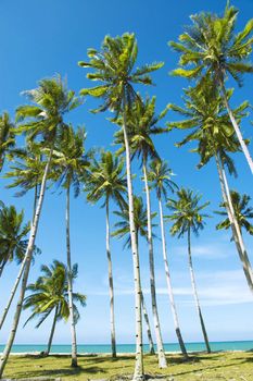  Palm trees against blue sky at seaside