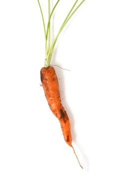 A closeup of a carrot on white