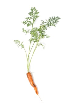 A closeup of a carrot on white