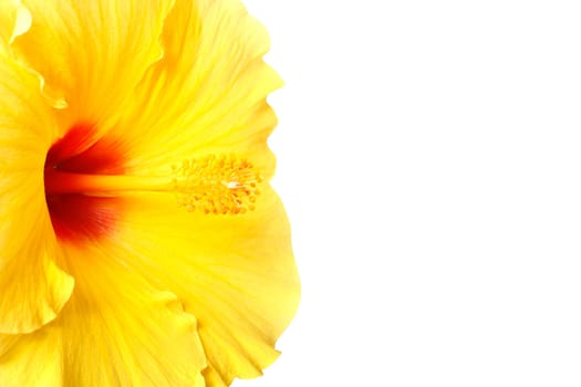 A beautiful hibiscus flower on white