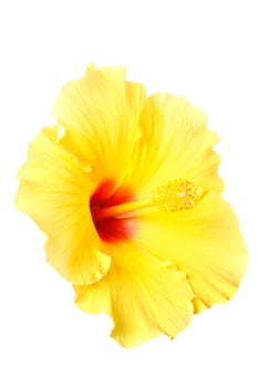 A beautiful hibiscus flower on white